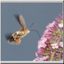 Macroglossum stellatarum - Taubenschwaenzchen wien-a 04.jpg